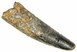 Fossil Spinosaurus Tooth - Feeding Worn Tip #348665-1